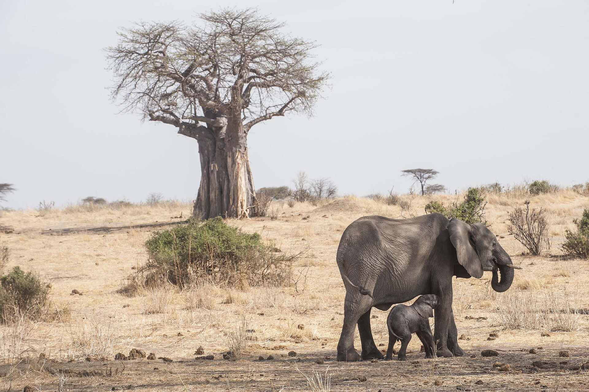 Kigelia Camp: Elefantenkuh mit Jungtier