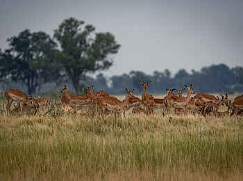 Kiri Camp: Eine Impala Herde Kiri Camp: Eine Impala Herde
