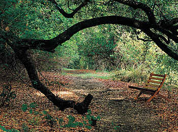 Kubu Lodge: Nature Walk Kubu Lodge: Nature Walk