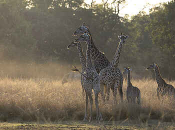 Kulandila Camp: Eine Giraffenherde Kulandila Camp: Eine Giraffenherde