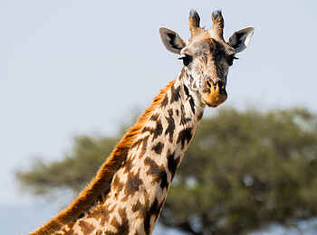 Naboisho Camp: Giraffe