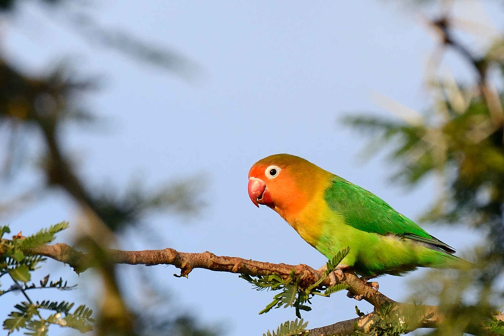 Ngorongoro O'ldeani Mountain Lodge: Pfirsichköpfchen
