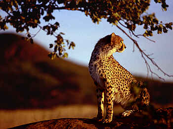 Okonjima Plains Camp: Okonjima-Gepard Okonjima Plains Camp: Okonjima-Gepard