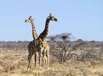 Ongava Tented Camp: Giraffen im Game Reserve