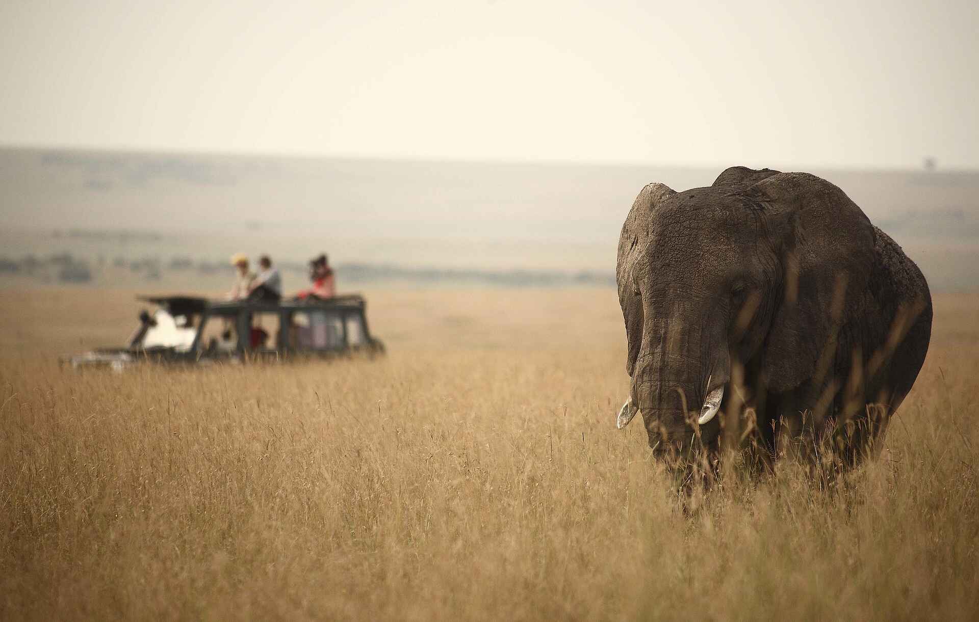 Rekero Camp: Game Drive