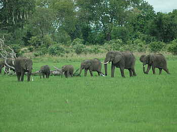 Robin Pope River Journeys: Elefanten auf einer Lichtung