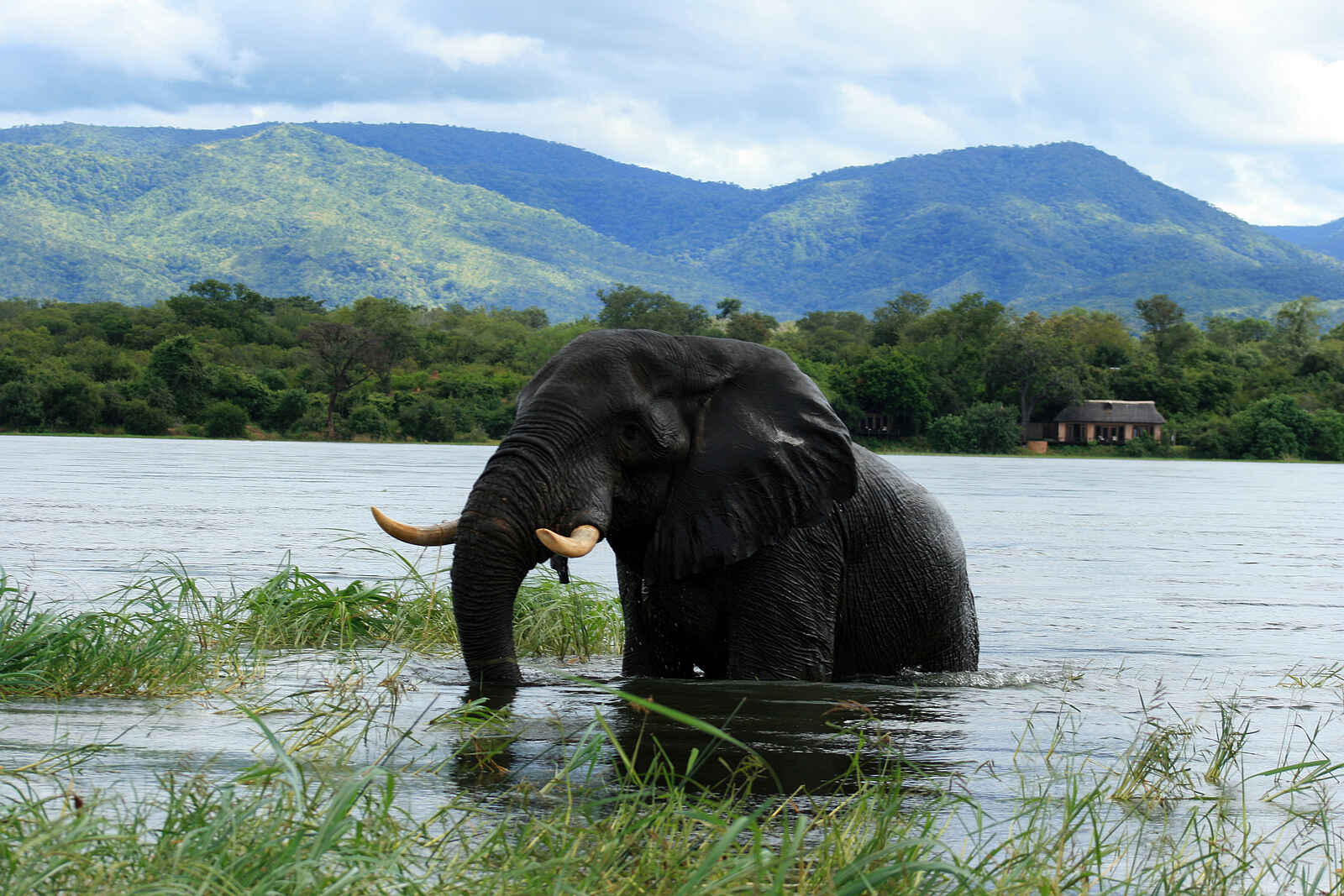 Royal Zambezi Lodge: Badender Elefant vor der Lodge Royal Zambezi Lodge: Badender Elefant vor der Lodge