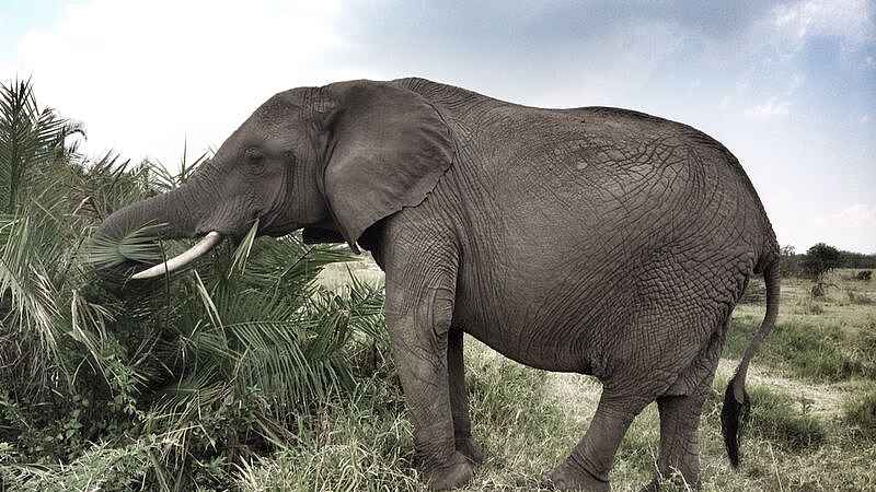 Serian's Serengeti Mobile Kusini Camp: Elefant