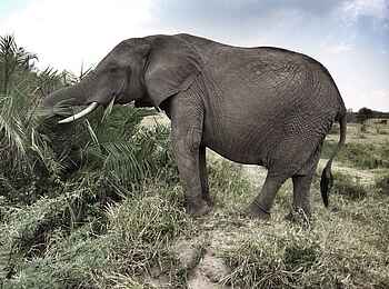 Serian's Serengeti Mobile Kusini Camp: Elefant