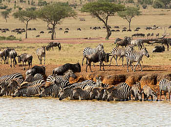Singita Milele: Tiere am Fluss