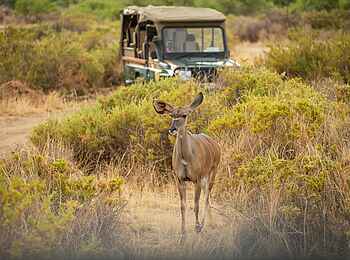 Soroi Samburu Lodge: Kudu auf Pirschfahrt beobachten
