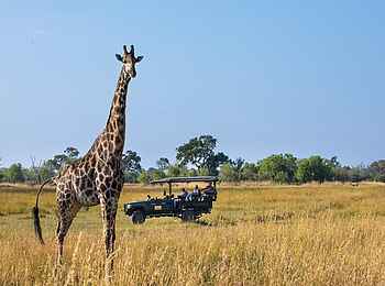 Zarafa Dhow Suite: Game Drive