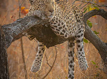 Londolozi Varty Camp: Leopard hängt faul im Baum