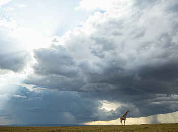 Mara Nyika Camp: Regen und Giraffe