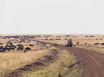 Mara Serena Safari Lodge: Gnus auf "Great Migration" Mara Serena Safari Lodge: Gnus auf "Great Migration"