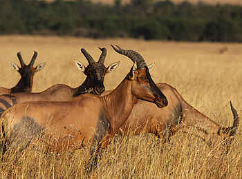 Richards River Camp: Topis Richards River Camp: Topis