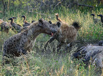 Sabi Sabi Little Bush Camp: Geier am Werk