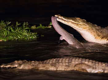Time + Tide Chinzombo: Krokodile mit Catfish