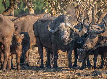 Time + Tide Luwi: Büffelherde im Flussbett