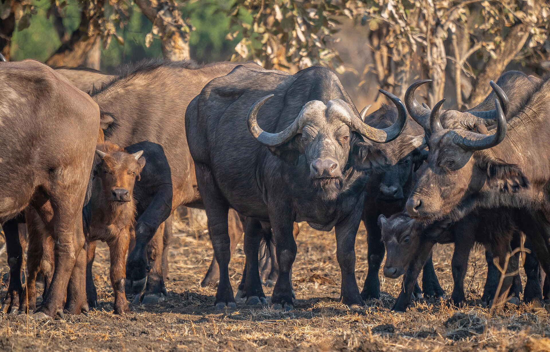 Time + Tide Luwi: Büffelherde im Flussbett