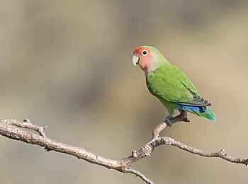 Damaraland Camp: Rosenköpfchen