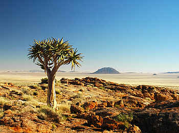 Desert Horse Inn: Köcherbaum in der Karoo-Wüste Desert Horse Inn: Köcherbaum in der Karoo-Wüste