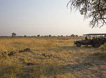 Duba Explorers Camp: Wildhunde