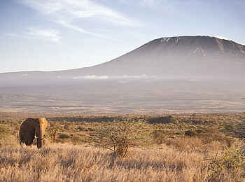 Elerai Camp: Ein Elefant am Fuße des Kilimanjaros Elerai Camp: Ein Elefant am Fuße des Kilimanjaros