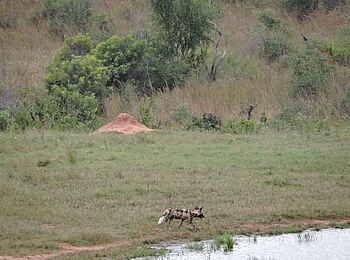 Khulu Bush Camp: Ein Wildhund Khulu Bush Camp: Ein Wildhund