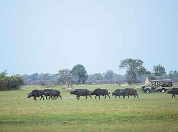 Kweene River Camp: Büffelherde