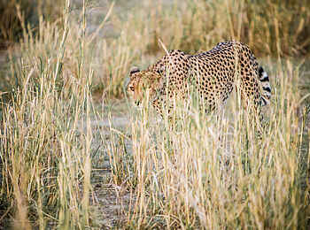 Little Chem Chem: Schleichender Gepard Little Chem Chem: Schleichender Gepard