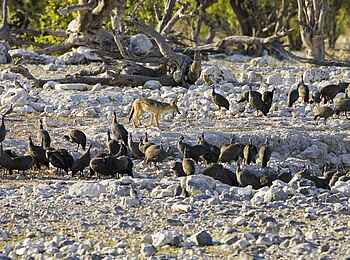 Little Ongava: Perlhühner und Schakal am Wasserloch Little Ongava: Perlhühner und Schakal am Wasserloch