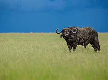 Mara Toto Tree Camp: Einzelner Büffel