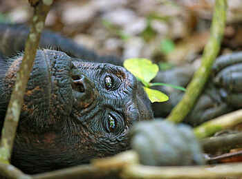 Mbali Mbali Mahale Lodge: Ruhephase