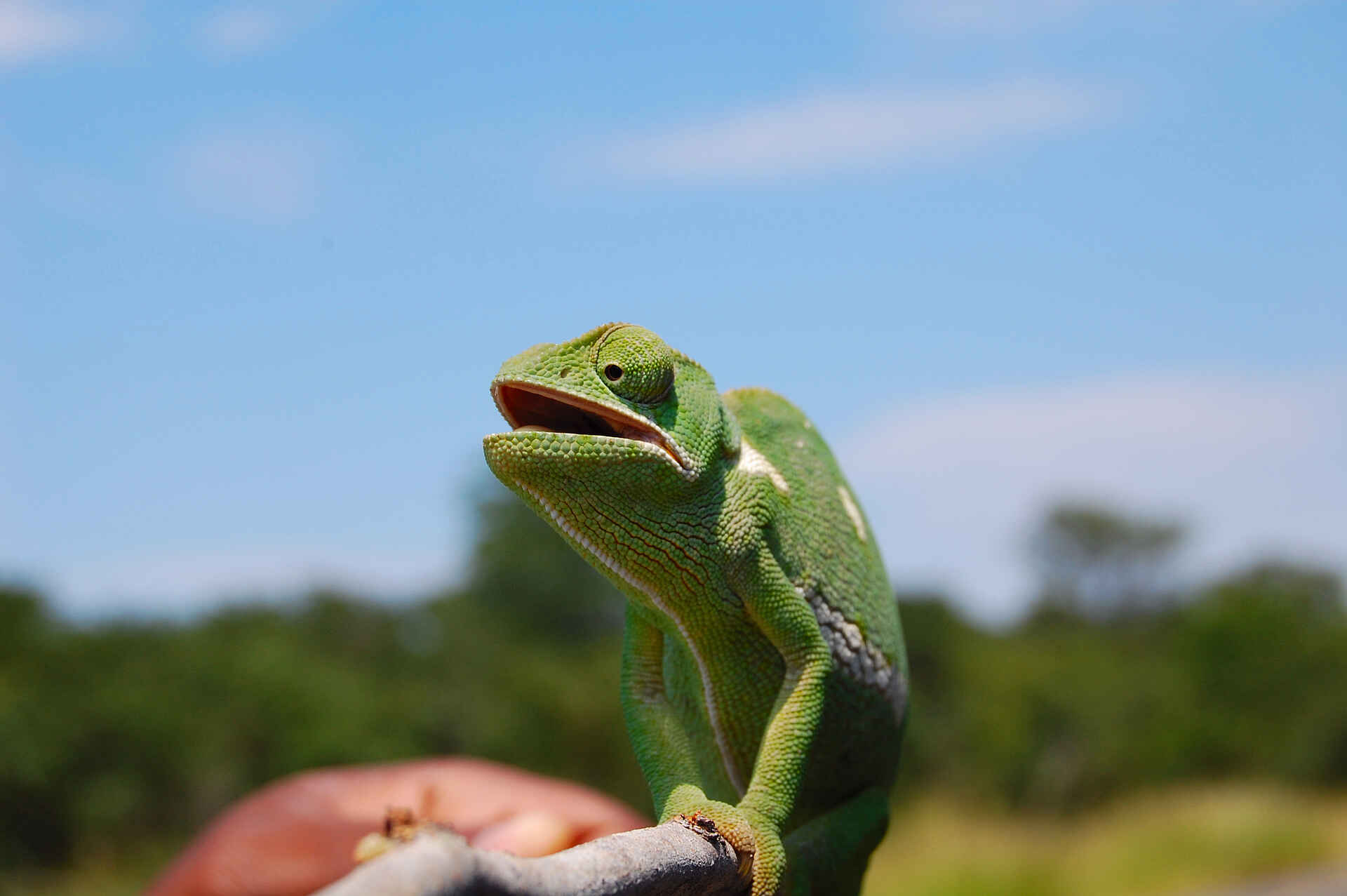 Chamäleon, Reptilien, Chobe National Park, Chobe River, Liambezi, Muchenje Safari Lodge, Chobe River Front
