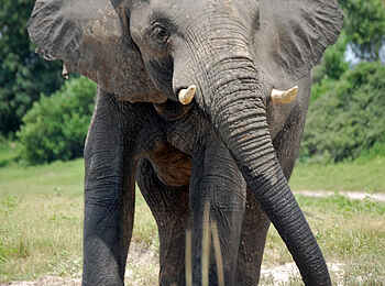 Muchenje Safari Lodge: Elefantenbulle