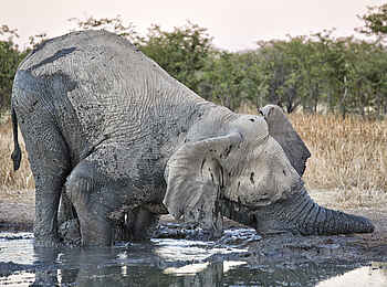 Safari House: Elefant nimmt ein Schlammbad Safari House: Elefant nimmt ein Schlammbad