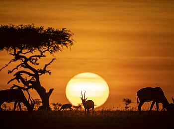 Saruni Leopard Hill: Sonnenuntergang Saruni Leopard Hill: Sonnenuntergang