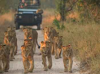 Singita Boulders Lodge: Löwenrudel vor Pirschfahrzeug