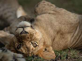 Singita Faru Faru: Junger Löwe