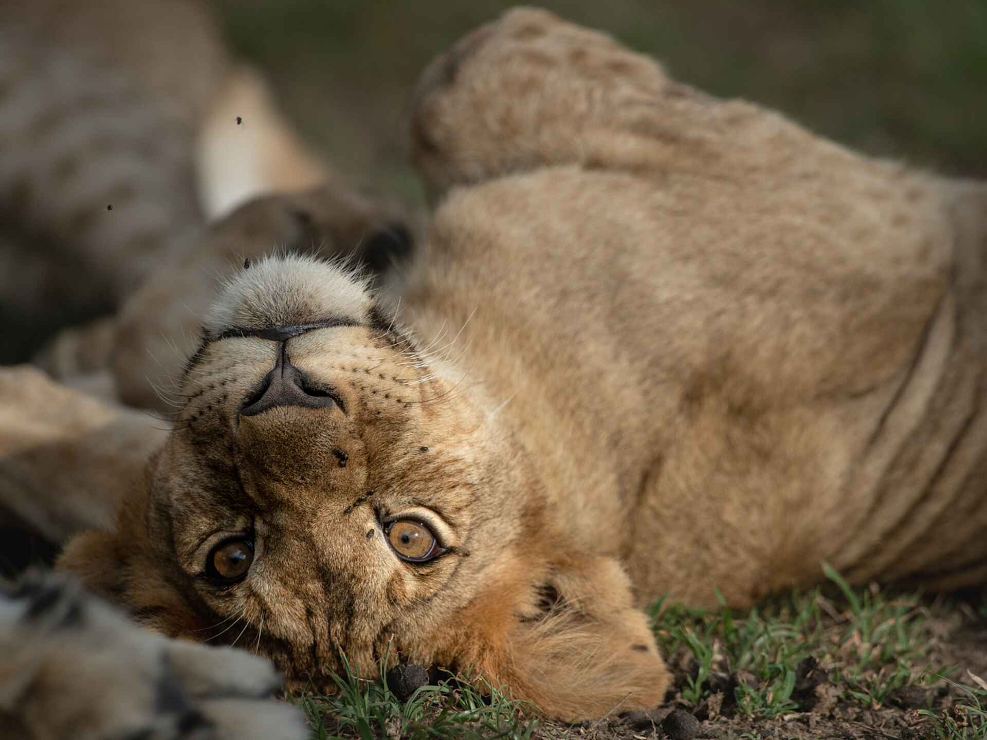 Singita Faru Faru: Junger Löwe