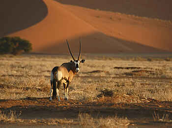 Sossusvlei Lodge: Aushängeschild der Region