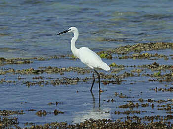 The Manta Resort: Meerreiher The Manta Resort: Meerreiher