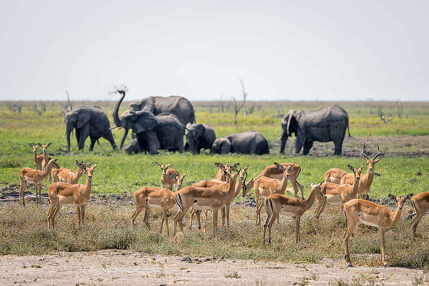 Wilderness Mokete Camp: Impalas und Elefanten Wilderness Mokete Camp: Impalas und Elefanten