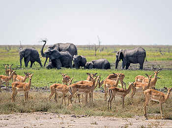 Wilderness Mokete Camp: Impalas und Elefanten