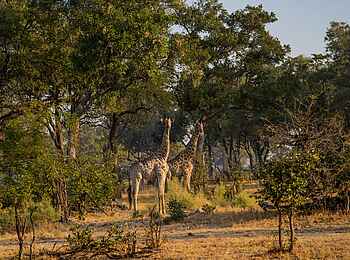 4 Rivers Camp: Giraffen im Busch 4 Rivers Camp: Giraffen im Busch