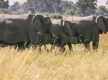 Bushman Plains Camp: Elefanten auf einer Schwemmebene Bushman Plains Camp: Elefanten auf einer Schwemmebene