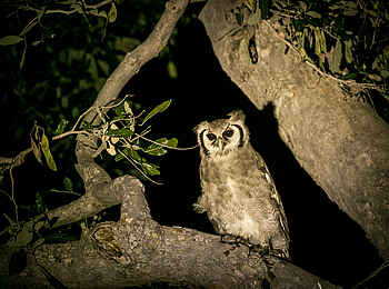 Bushman Plains Camp: Giant Eagle Owl Bushman Plains Camp: Giant Eagle Owl
