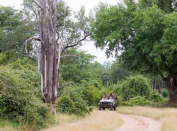 Nkonzi Bush Camp: Auf der Piste Nkonzi Bush Camp: Auf der Piste