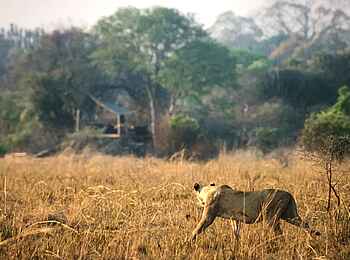Ntemwa Busanga Bushcamp: Eine Löwendame vor der Unterkunft